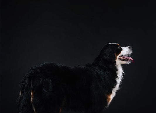 A Bernese mountain dog standing with its head facing to the right against a black background