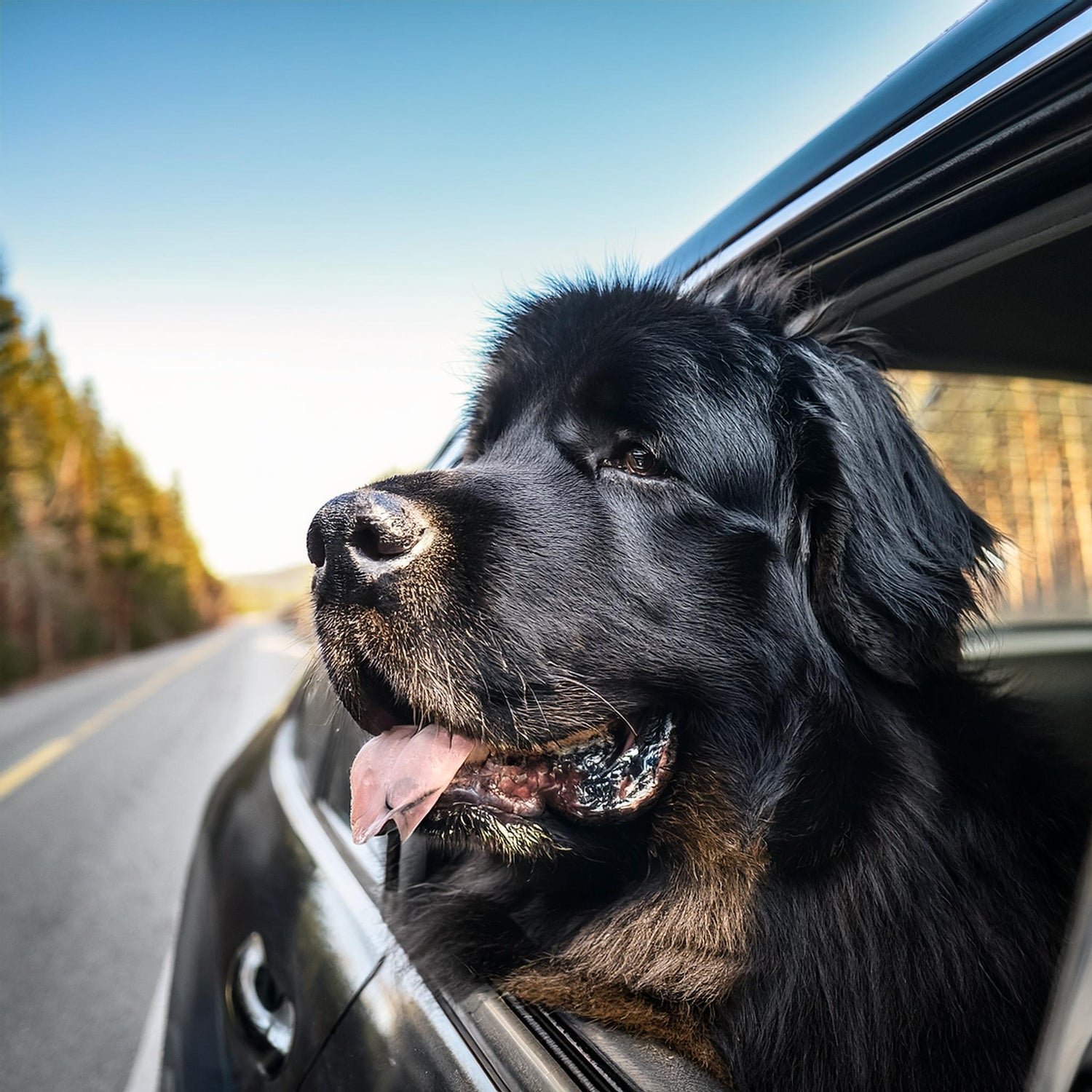 A black newfoundland dog putting its head out of the car window.