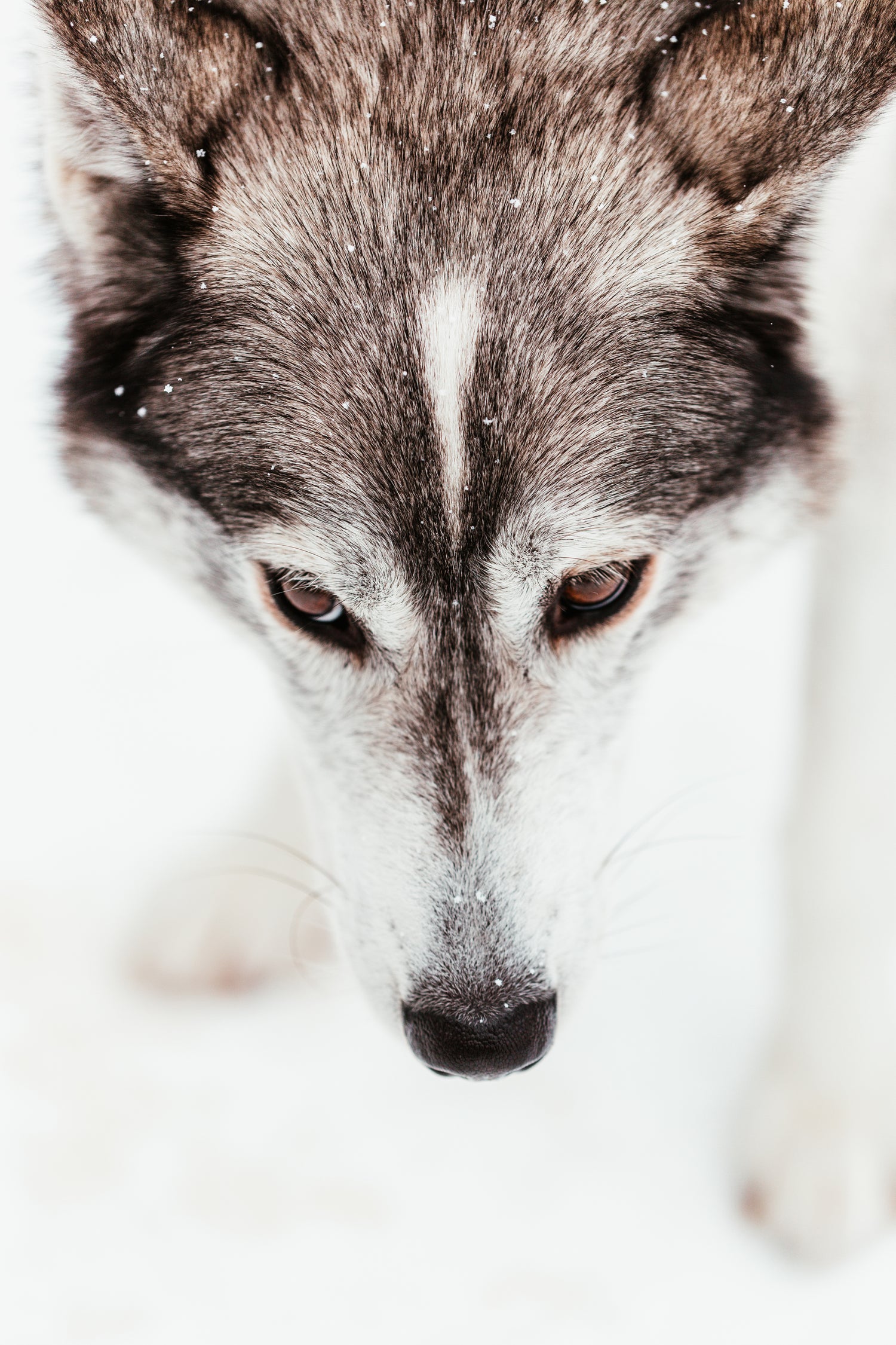 A wolf hybrid dogs head is gazing down in the snow